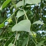 Euonymus maackii Fruit