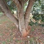 Inga laurina Bark