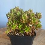 Sedum × rubrotinctum ഇല