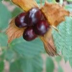 Rhodotypos scandens Frukto