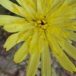 Scorzonera aristata 花