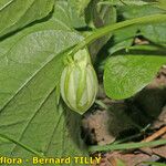 Viola × uechtritziana Frucht