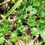 Thalictrum alpinum Habitus