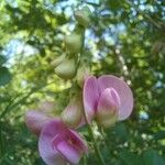 Lathyrus sylvestrisBlüte