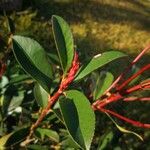 Photinia serrulataFeuille