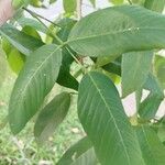 Clitoria fairchildiana Blad