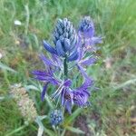 Camassia quamash花