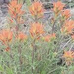 Castilleja pruinosa 花