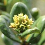 Gaertnera rotundifolia 花