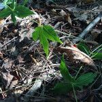 Silene stellata موطن