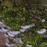 Trachelium caeruleum Kvet