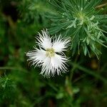 Dianthus hyssopifolius Flower