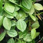 Dischidia ovata Habit