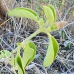 Barleria volkensii Leaf