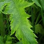 Papaver setiferum Blad