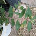 Euphorbia hirta Листок