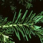 Abies lasiocarpa List