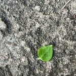 Theligonum cynocrambe Yaprak