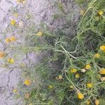 Matricaria aurea Likasa