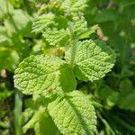 Mentha × rotundifoliaЛист