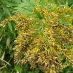 Solidago canadensis花