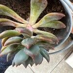 Echeveria affinis Ліст