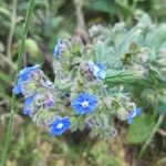 Pentaglottis sempervirensКвітка