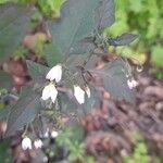 Solanum nigrum Blomma