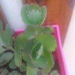 Kalanchoe laxiflora Ліст