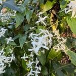 Clematis terniflora Kukka