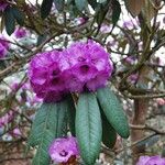 Rhododendron niveum Floro