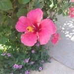 Hibiscus rosa-sinensis Цвят