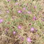 Centaurea calcitrapaFlower