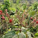 Clerodendrum infortunatum Vrucht