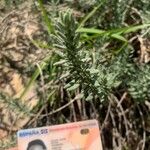 Teucrium dunense Hoja