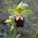 Ophrys lupercalis Mosusu