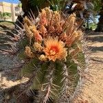 Ferocactus wislizeni Цветок