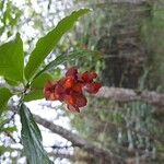 Euonymus latifoliusFruit