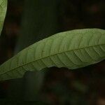 Iryanthera hostmannii Leaf