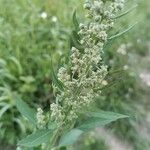 Chenopodium ficifolium Květ