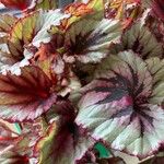 Begonia rexপাতা