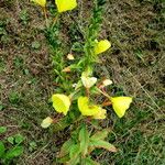 Oenothera × fallax Habitat