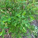 Hypericum kouytchense Likasa