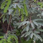 Prosopis velutina Hoja