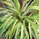 Hakonechloa macra Leaf