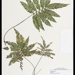 Adiantum terminatum Folha