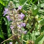 Nepeta grandiflora Blodyn