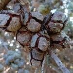 Cupressus arizonica Froito