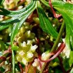 Cuscuta europaea Flower