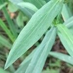 Ranunculus lingua Blatt